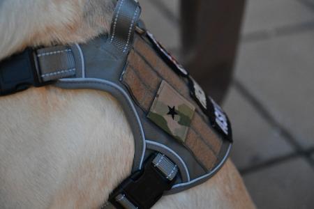 Virginia Military Institute's chaplain’s office facility dog, CAVU, receives the appointed the rank of honorary brigadier general.